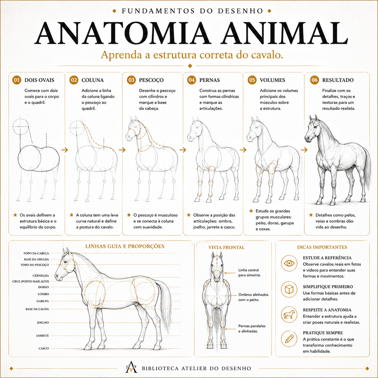 Anatomia Animal